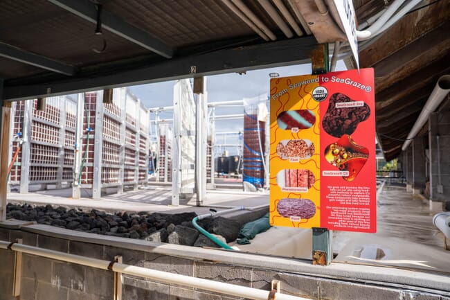 A red algae facility growing algae as a feed additive for ruminants.