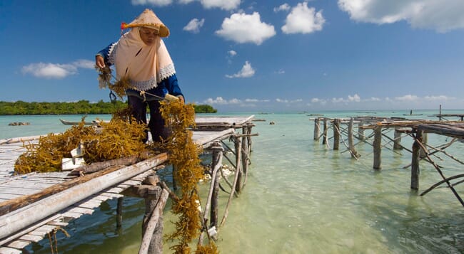 Uma mulher colhendo algas marinhas
