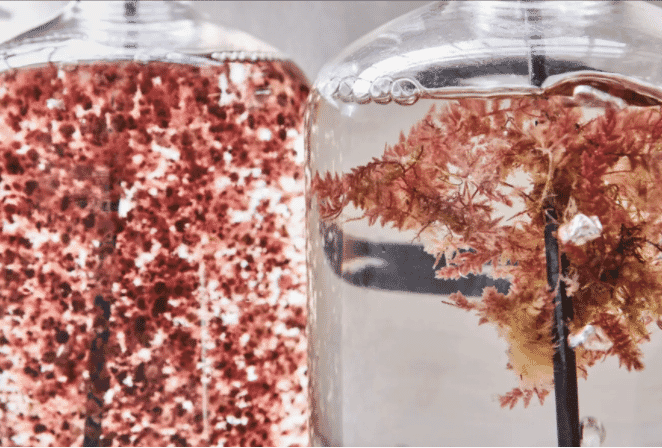 red seaweed in a jar