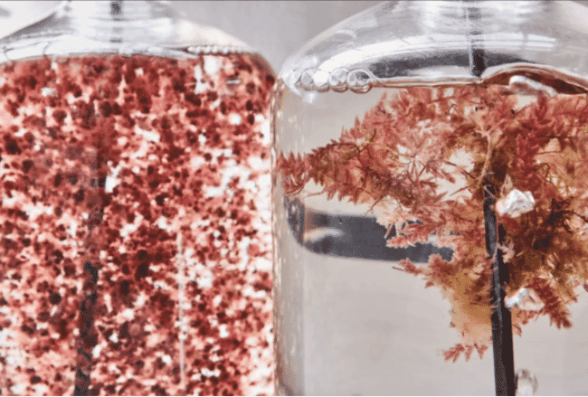 red seaweed in a tank