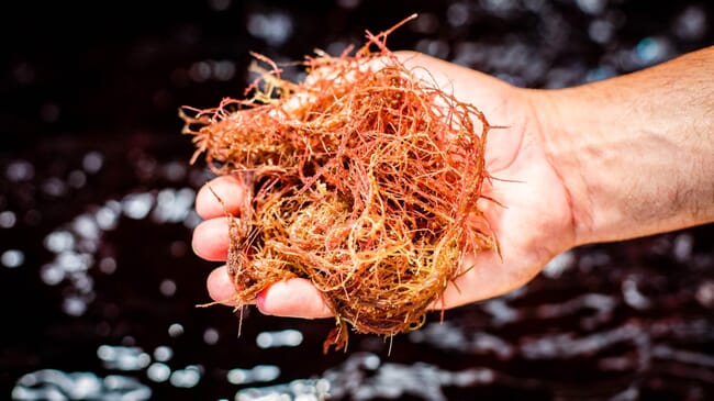 person holding a handful of red seaweed