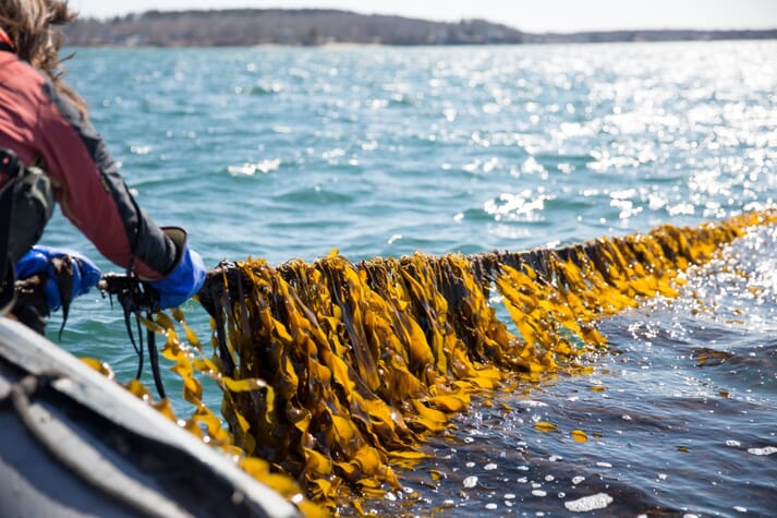 High hopes for low trophic species: seaweed aquaculture in the USA