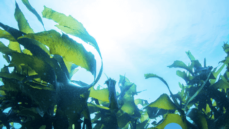 The funding is good news for Scotland's nascent seaweed farming sector