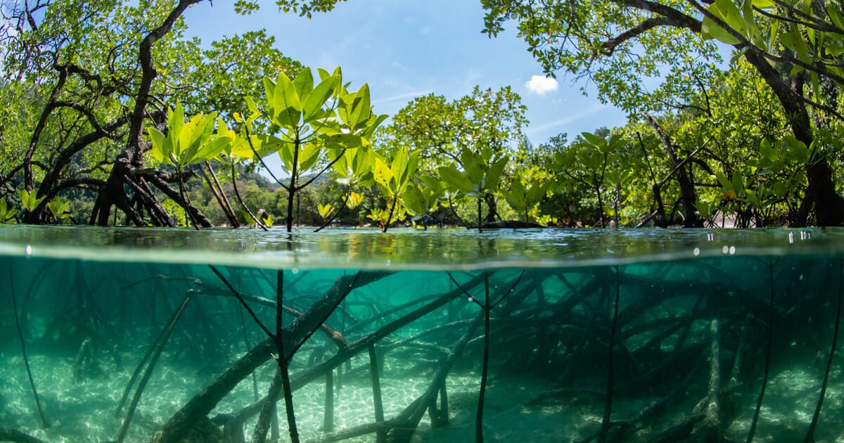 mangrove forest underwater
