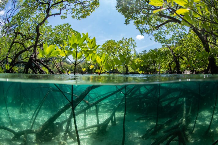 underwater view of a mangrove forest