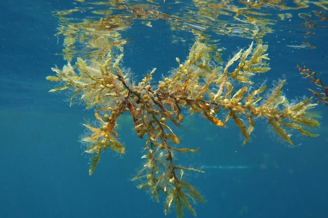 Algas marinhas flutuando embaixo d'água