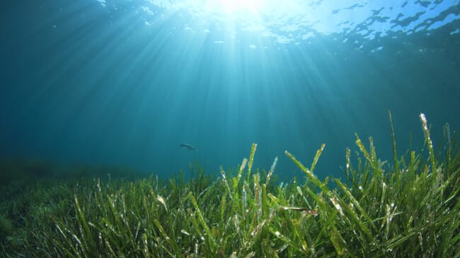 Imagem subaquática de ervas marinhas e um peixe