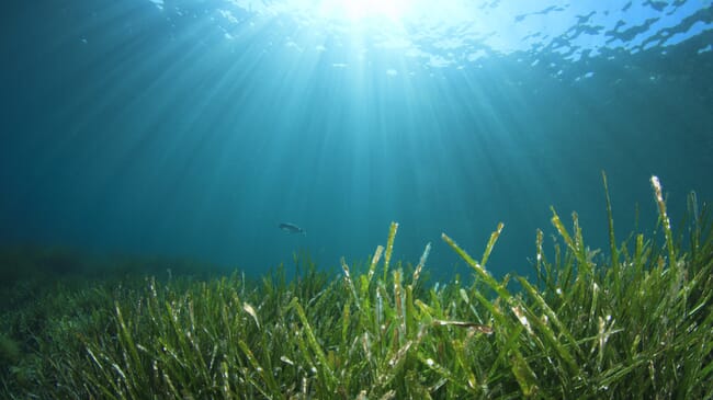 seagrass