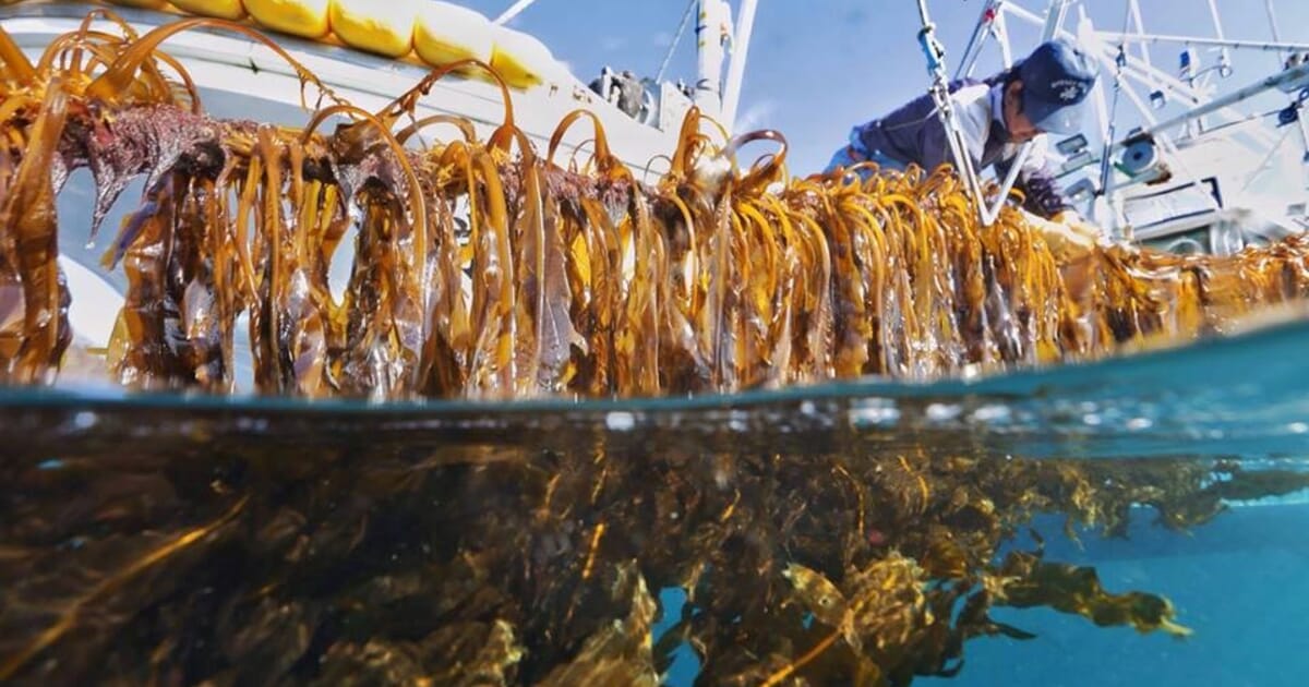 Kombu  Local Kelp From Japan