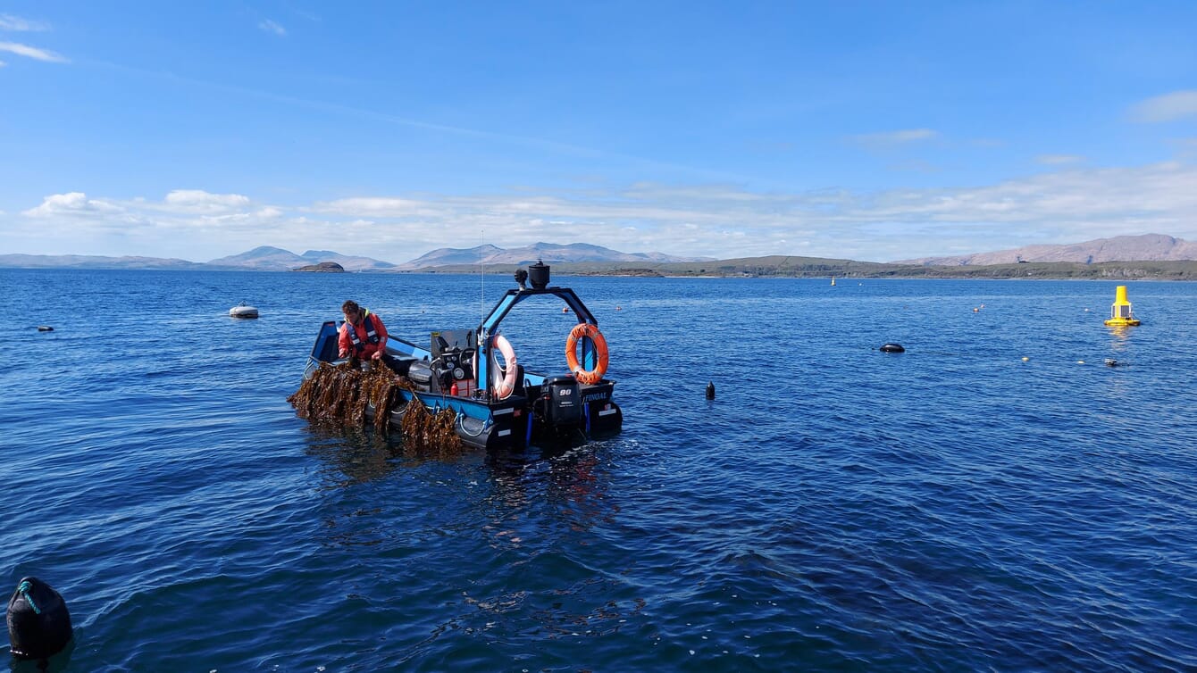 Homem em um barco colhendo algas marinhas