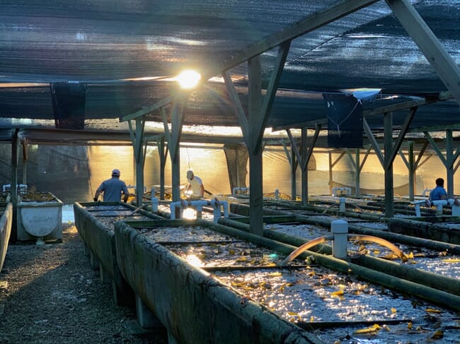 A tank-based aquaculture farm.