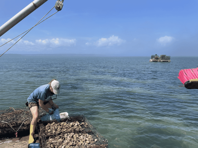 Oyster harvest at Bangs Island Mussels.