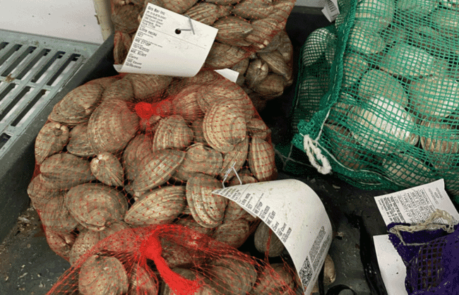 tagged bags of clams