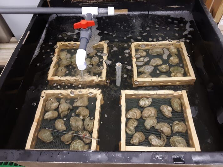 High hopes for the USA's newest oyster farming sector The Fish Site