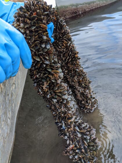 Mussels growing on a rope