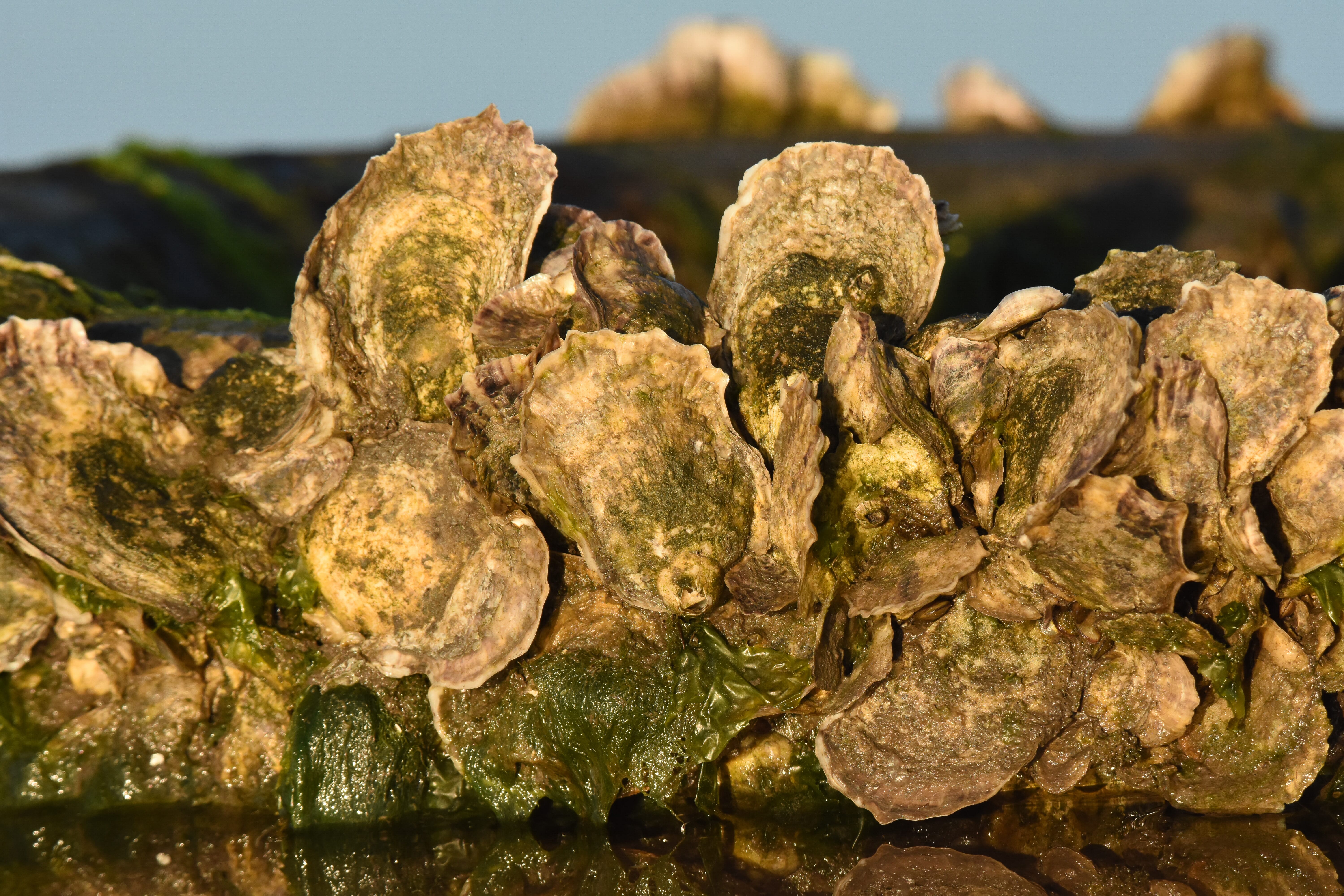 Enhancing Yield And Resilience In Eastern Oysters | The Fish Site