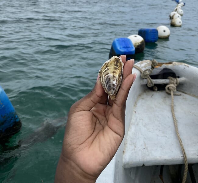 Swahili Coast Farms' oysters.