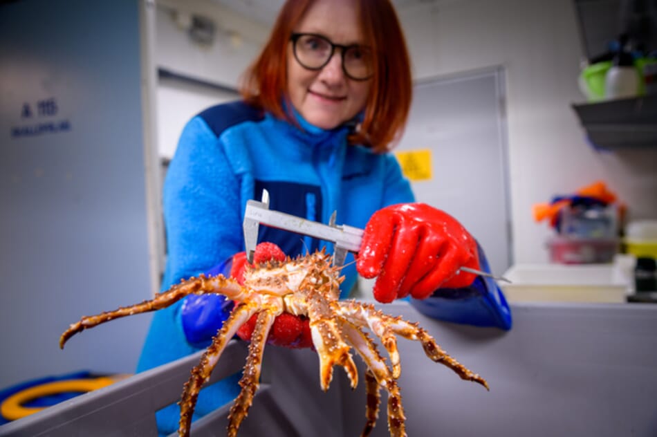 King crabs shows promise for aquaculture The Fish Site