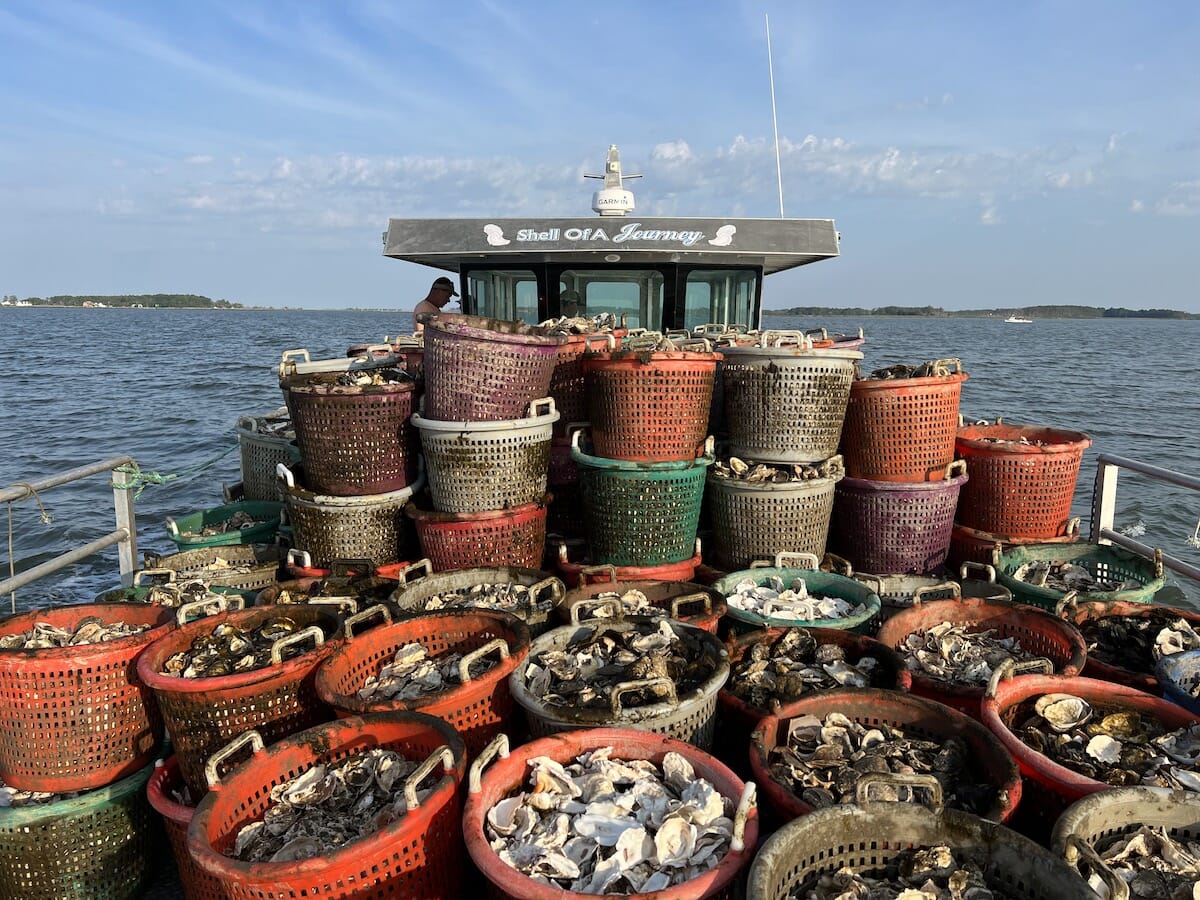 Oyster Company Launches Restoration Project In Chesapeake Bay | The ...