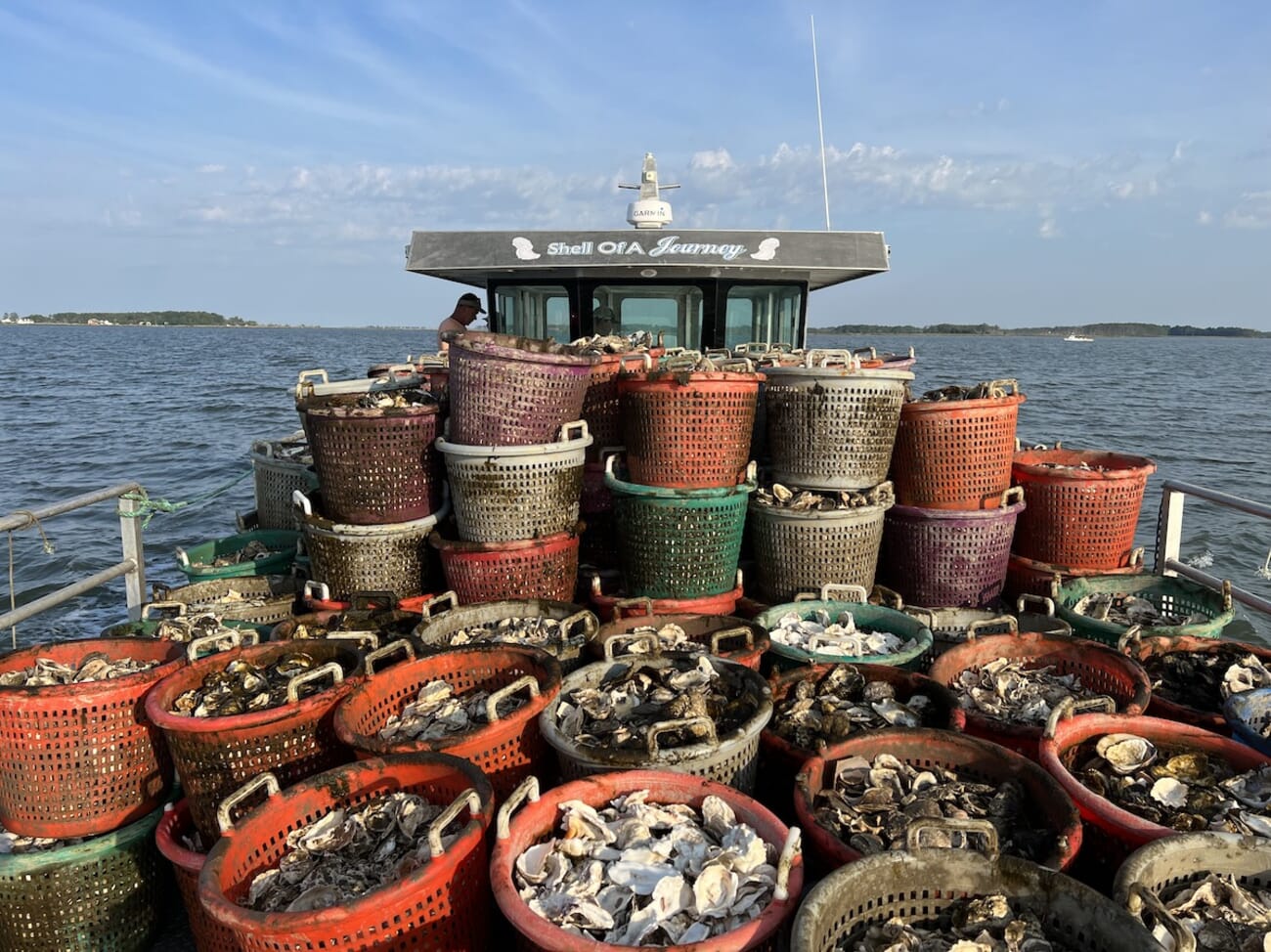 Oyster company launches restoration project in Chesapeake Bay The Fish Site