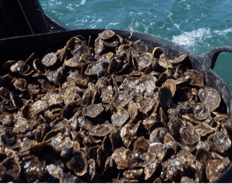 juvenile oysters