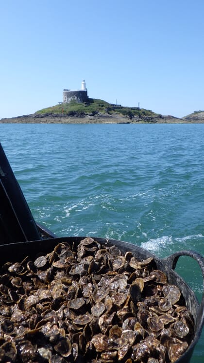 oyster basket with lighthouse in the background