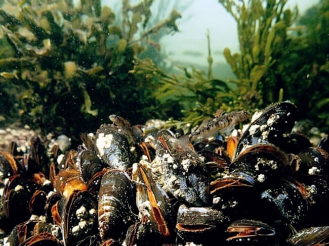 Mussel bed
