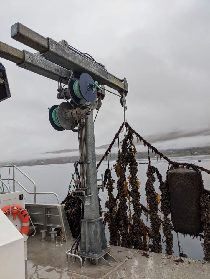 Harvesting mussels at Fassfern