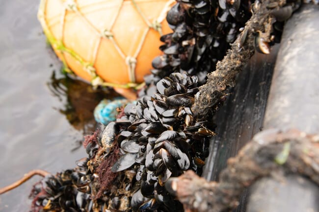 mussels on the side of a boat