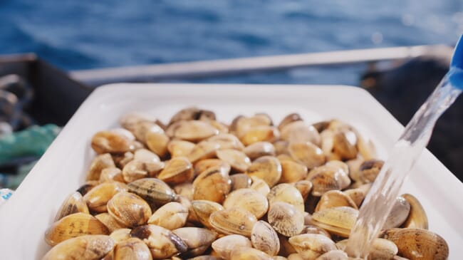 Clams in a white container