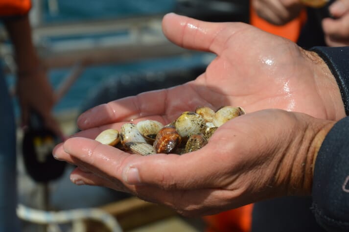Native clams fetch a premium price in Europe
