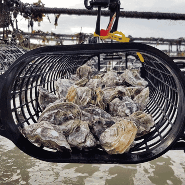 A basket full of oysters.