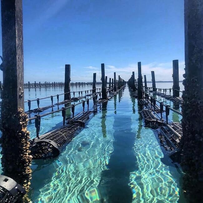 Oyster baskets suspended on ropes.