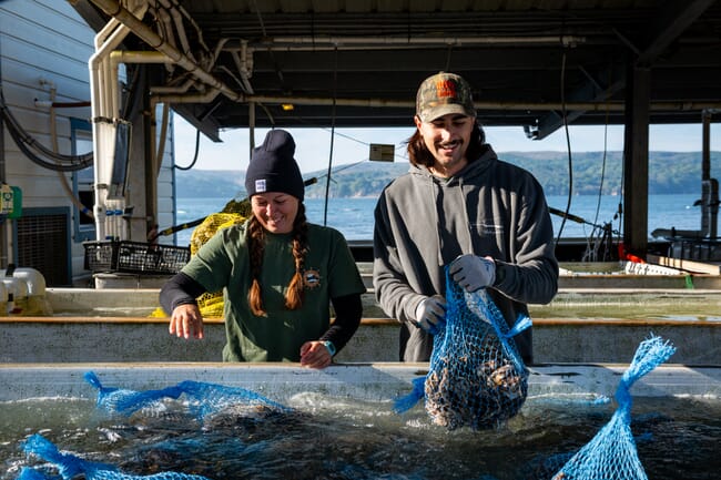 Two people working beside a tank full of oysters.