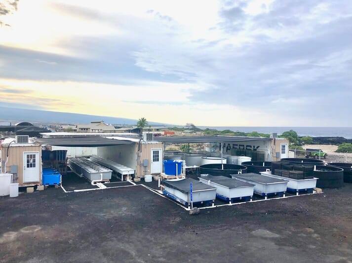 Pacific Hybreed has shellfish hatcheries in NELHA, Hawaii (pictured) as well as Washington State