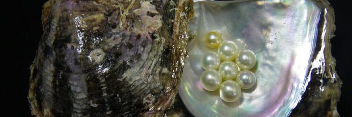 pearls in an oyster