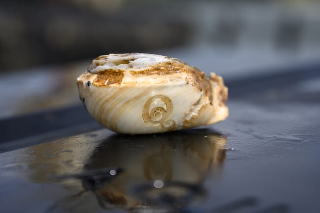 primer plano de una concha de ostra