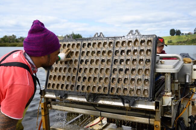 two people checking a tray of oysters