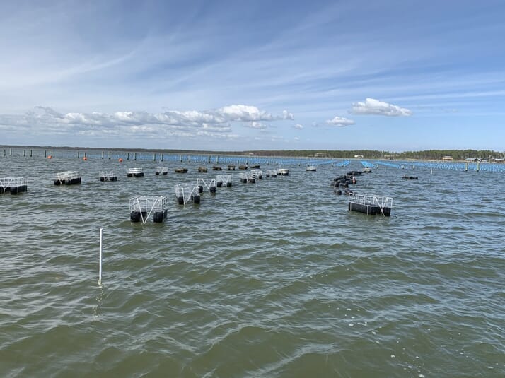 The rise of alternative oyster growing methods in the USA The Fish Site
