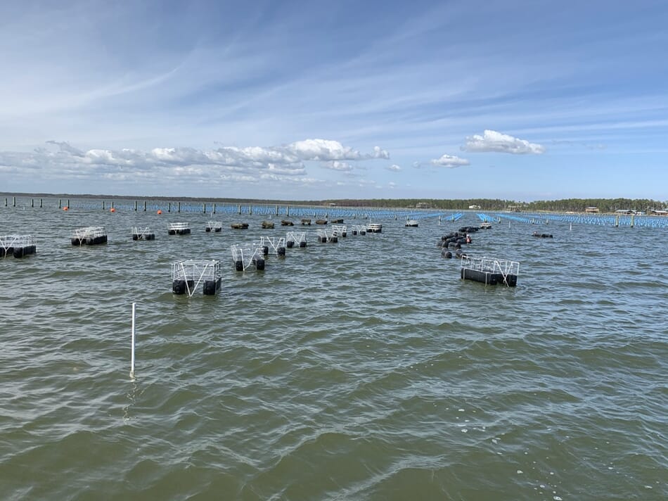 The rise of alternative oyster growing methods in the USA | The Fish Site