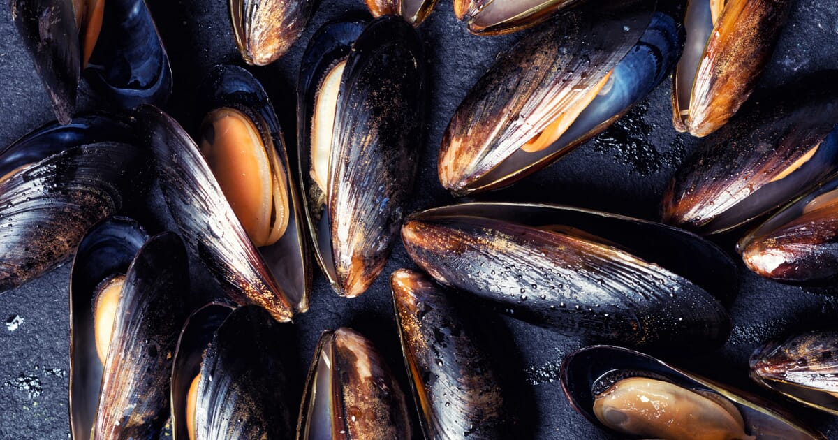 Grants awarded to fund Scottish shellfish industry research | The Fish Site