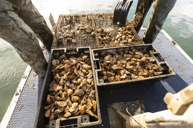 oysters sitting in a box on a dock