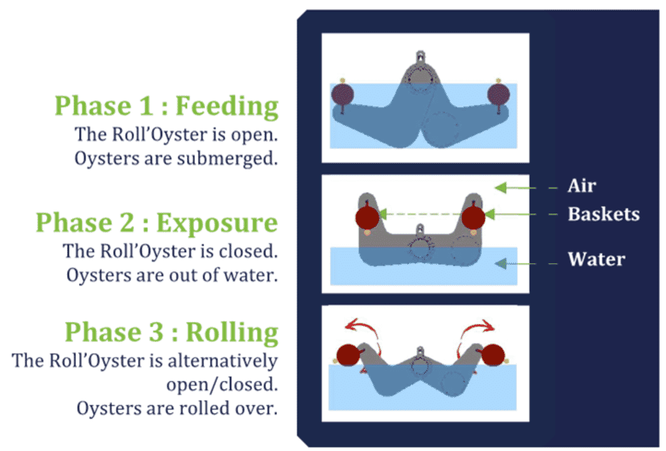 The French oyster revolution The Fish Site