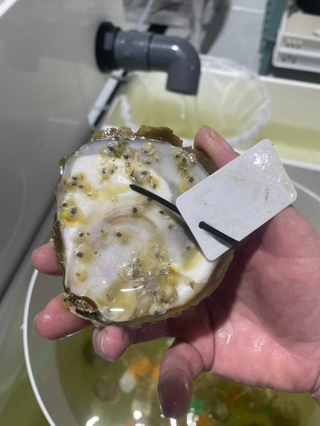 Oyster spat attached to a shell.