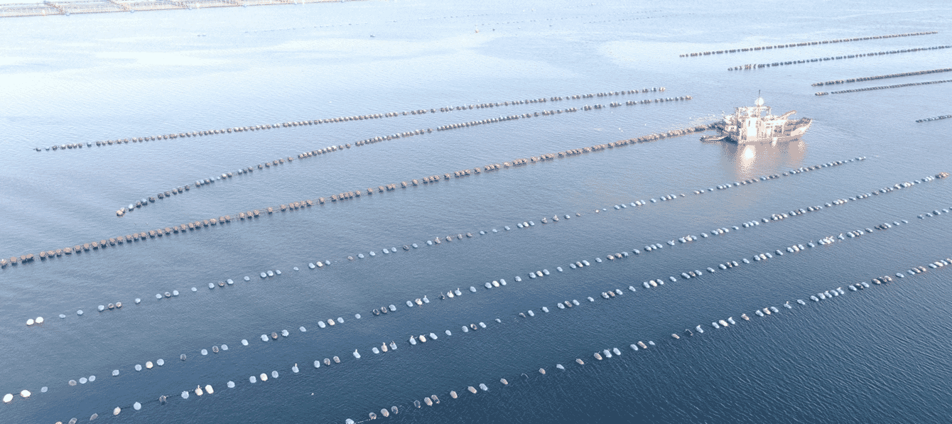 Aerial view of a boat seeding longlines with mussels