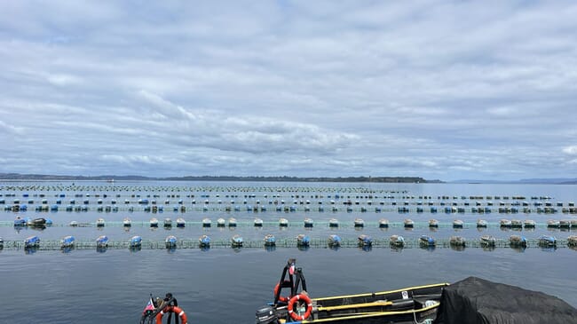 People on a boat looking out over mussel floats.