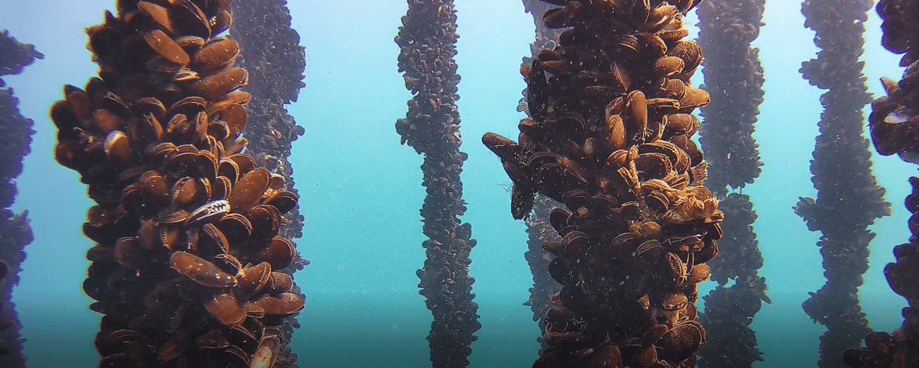 Mussels growing on ropes, viewed underwater