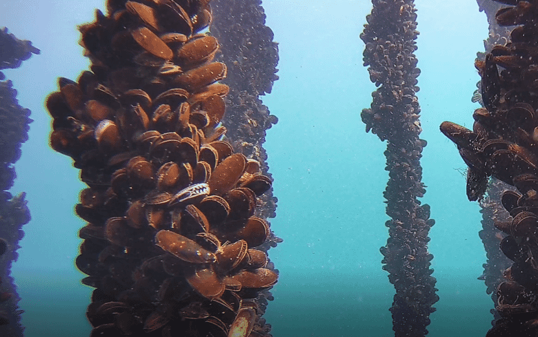 Learning the ropes: a beginner's guide to mussel farming | The Fish Site