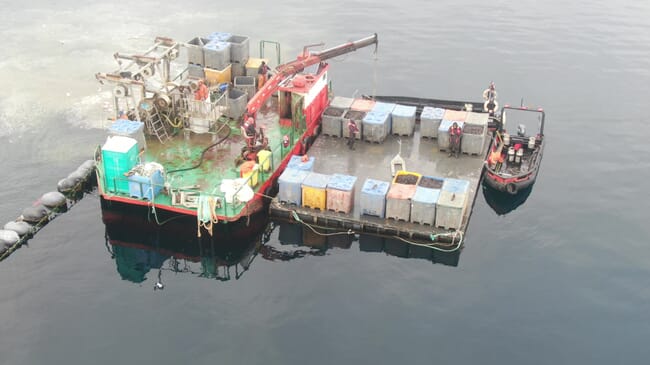 A mussel harvesting barge in action