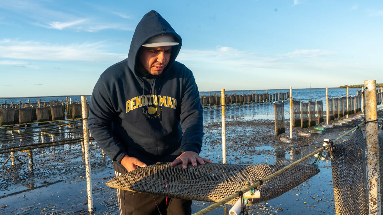 Homem verificando cestas de ostras